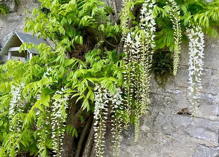 Guest house Casa La Rosa &